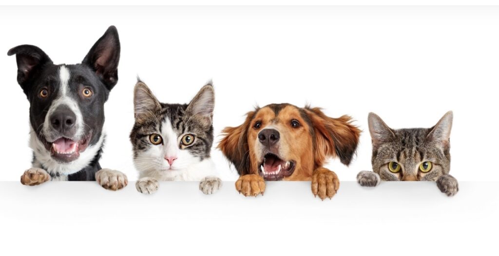 animales