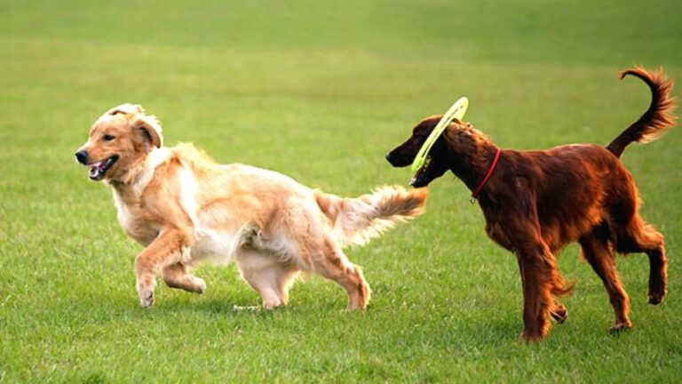 zona esparcimiento canino