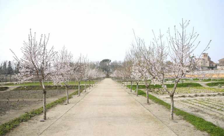 camino almendros en flor