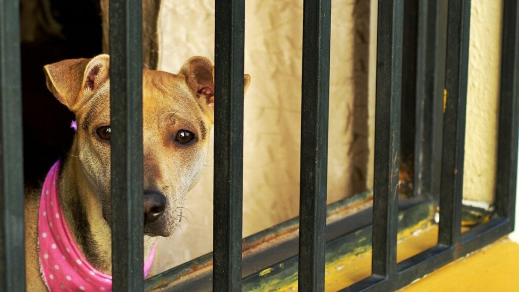 El Álamo perros