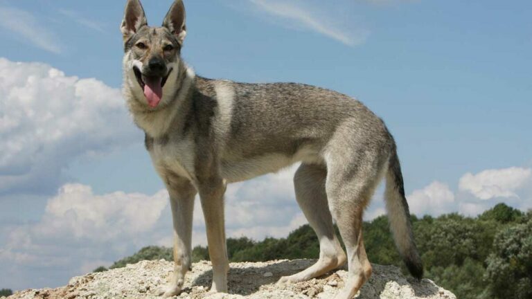 perro lobo checoslovaco