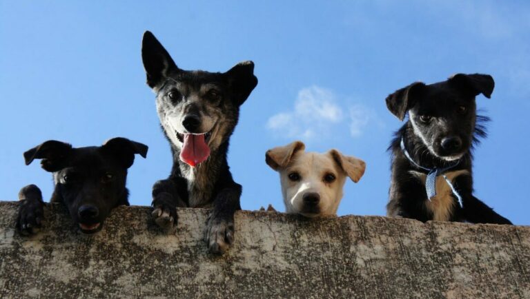 parla mascotas