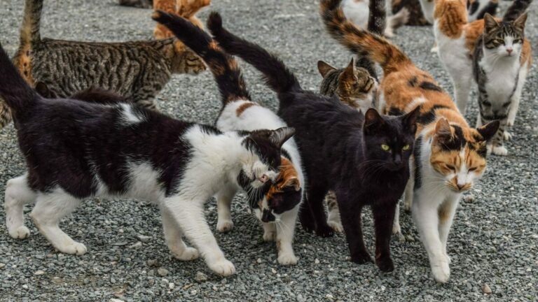 recogida de animales