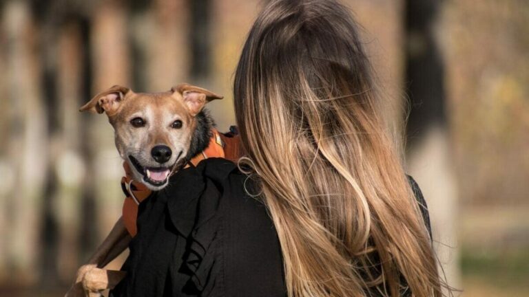 jornada adopción animal colmenar