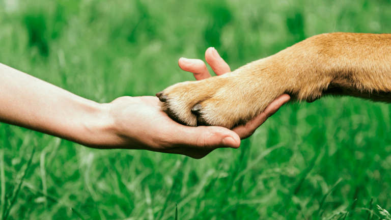 Boadilla animales abandonados