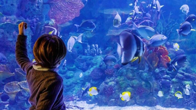 Colmenar Viejo Atlantis Aquarium