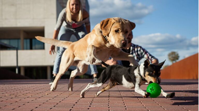 centros comerciales dog