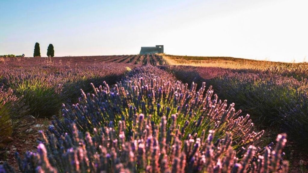 Festival de la Lavanda