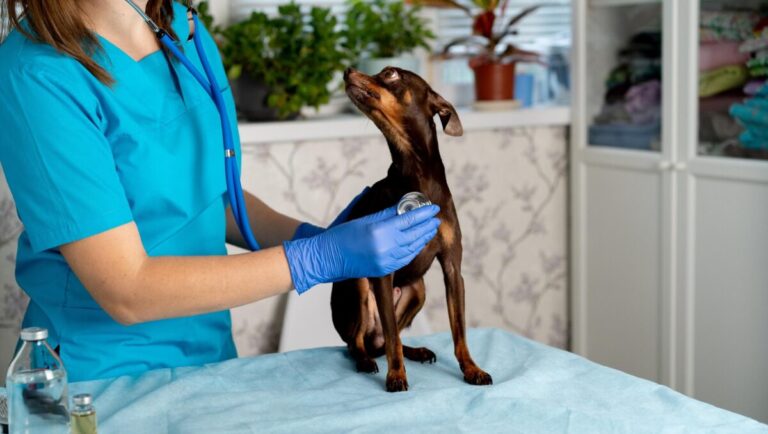 veterinario a domicilio