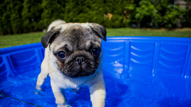 piscina mascotas Parla
