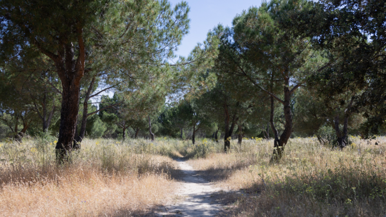 rutas medioambientales tres cantos