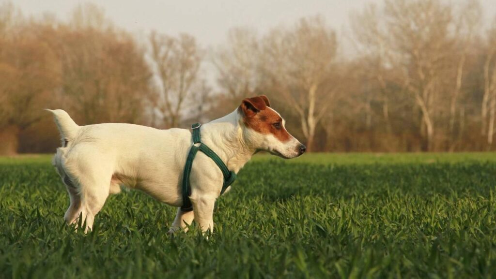 Leganés parques perros