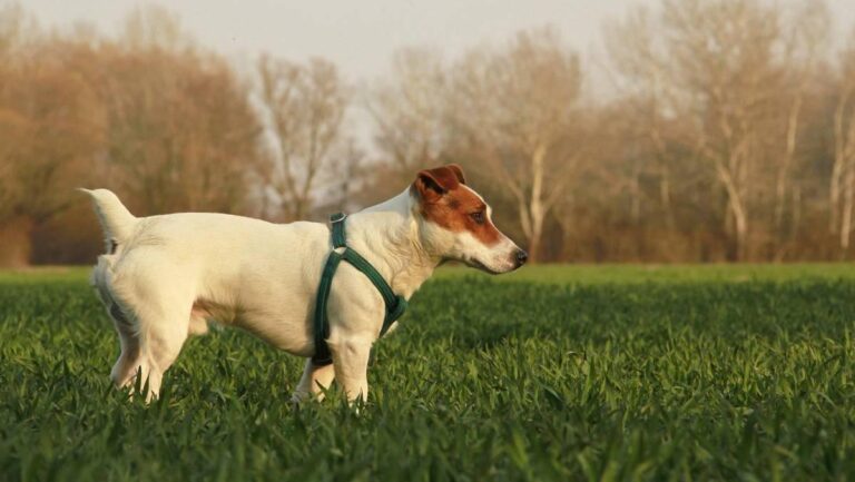 Leganés parques perros