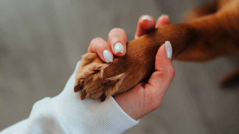 jornada adopcion perros rivas