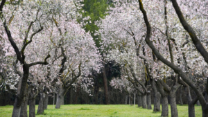 almendros en flor