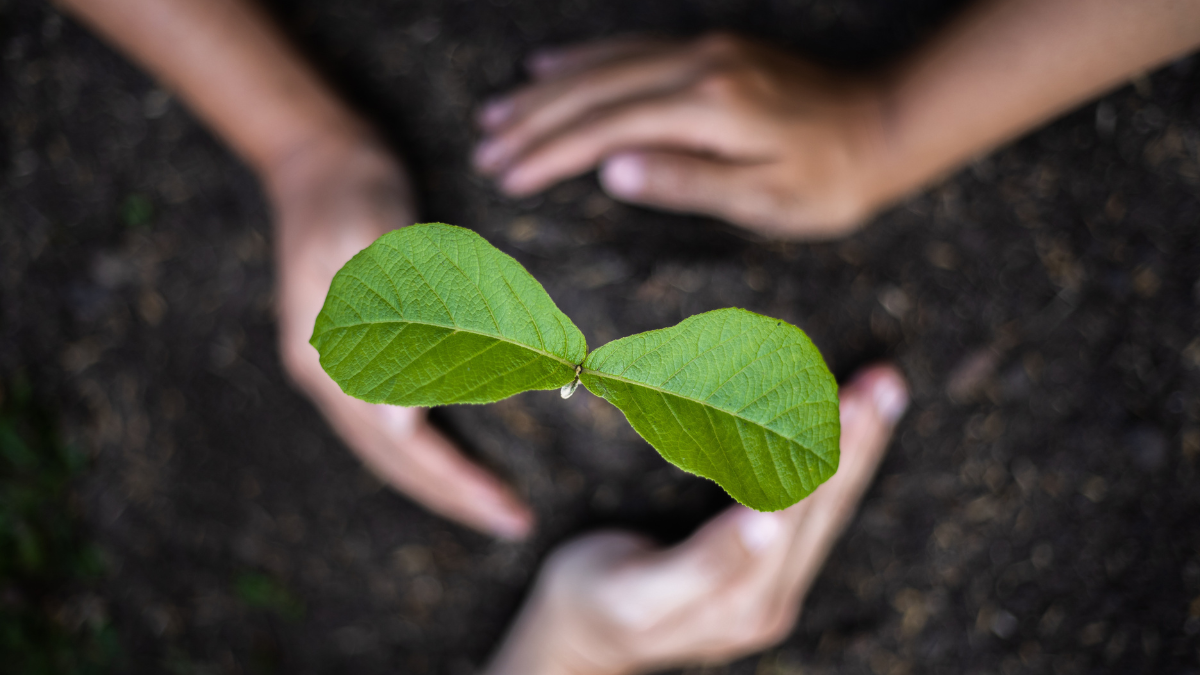 ‘Haciendo ciudad, plantando futuro’: una jornada familiar para cuidar el medioambiente en Alcorcón