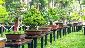 collado villalba mercadillo bonsai