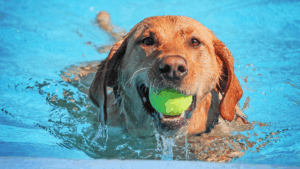 Parla piscinas perros