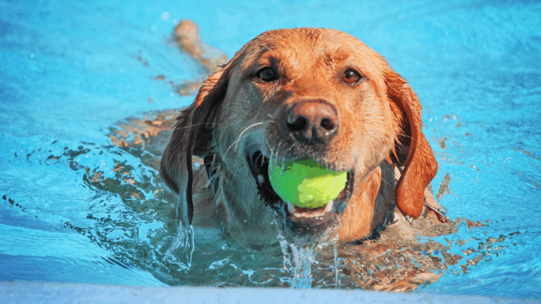 Parla piscinas perros
