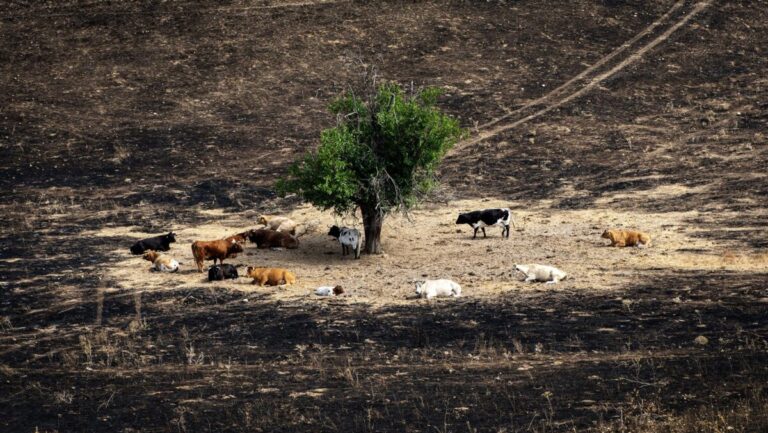 zonas catastróficas incendios