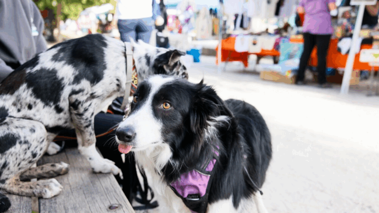 Jornada Adopción Animales