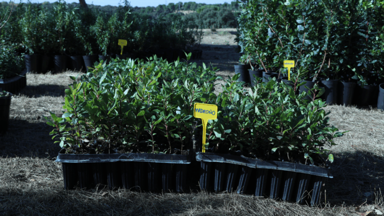 alcobendas plantacion arbustos plantas