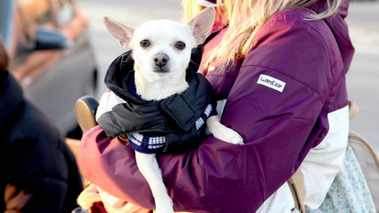bendicion alcobendas animales san anton