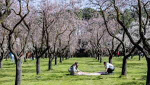 floración almendros Quinta