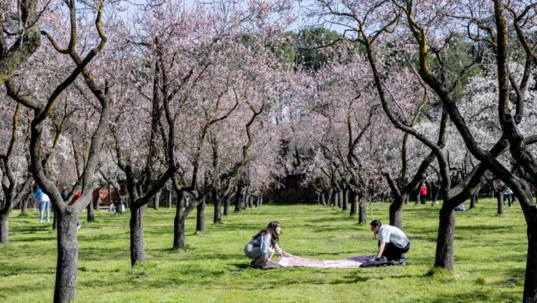 floración almendros Quinta