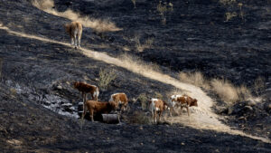 incendio animales