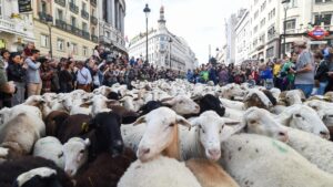 Fiesta de la Trashumancia